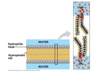 Hydrophilic head WATER Hydrophobic tail WATER 