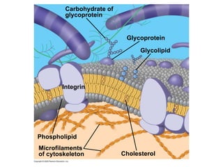 Cholesterol Glycoprotein Glycolipid Carbohydrate of glycoprotein Phospholipid Microfilaments of cytoskeleton Integrin 