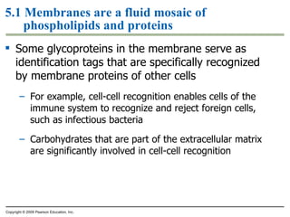 5.1 Membranes are a fluid mosaic of phospholipids and proteins Some glycoproteins in the membrane serve as identification tags that are specifically recognized by membrane proteins of other cells For example, cell-cell recognition enables cells of the immune system to recognize and reject foreign cells, such as infectious bacteria Carbohydrates that are part of the extracellular matrix are significantly involved in cell-cell recognition Copyright © 2009 Pearson Education, Inc. 