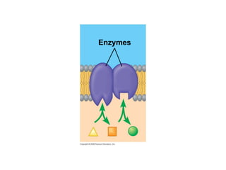 Enzymes 