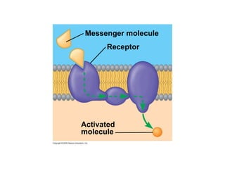 Messenger molecule Activated molecule Receptor 