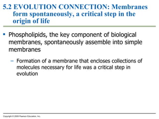 5.2  EVOLUTION CONNECTION:  Membranes form spontaneously, a critical step in the origin of life Phospholipids, the key component of biological membranes, spontaneously assemble into simple membranes Formation of a membrane that encloses collections of molecules necessary for life was a critical step in evolution Copyright © 2009 Pearson Education, Inc. 