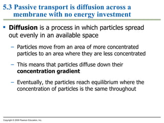 5.3 Passive transport is diffusion across a membrane with no energy investment Diffusion  is a process in which particles spread out evenly in an available space Particles move from an area of more concentrated particles to an area where they are less concentrated This means that particles diffuse down their  concentration gradient Eventually, the particles reach equilibrium where the concentration of particles is the same throughout Copyright © 2009 Pearson Education, Inc. 