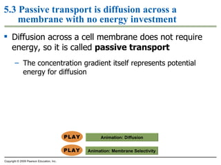 5.3 Passive transport is diffusion across a membrane with no energy investment Diffusion across a cell membrane does not require energy, so it is called  passive transport The concentration gradient itself represents potential energy for diffusion Copyright © 2009 Pearson Education, Inc. Animation:  Membrane Selectivity Animation:  Diffusion 