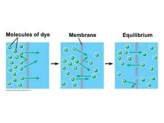 Molecules of dye Membrane Equilibrium 