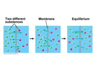 Two different substances Membrane Equilibrium 