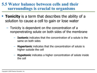 5.5 Water balance between cells and their surroundings is crucial to organisms Tonicity  is a term that describes the ability of a solution to cause a cell to gain or lose water Tonicity is dependent on the concentration of a nonpenetrating solute on both sides of the membrane Isotonic  indicates that the concentration of a solute is the same on both sides Hypertonic  indicates that the concentration of solute is higher outside the cell Hypotonic  indicates a higher concentration of solute inside the cell Copyright © 2009 Pearson Education, Inc. 