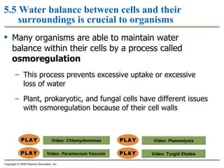 5.5 Water balance between cells and their surroundings is crucial to organisms Many organisms are able to maintain water balance within their cells by a process called  osmoregulation This process prevents excessive uptake or excessive loss of water Plant, prokaryotic, and fungal cells have different issues with osmoregulation because of their cell walls Copyright © 2009 Pearson Education, Inc. Video:  Paramecium  Vacuole Video:  Chlamydomonas Video:  Turgid  Elodea Video:  Plasmolysis 