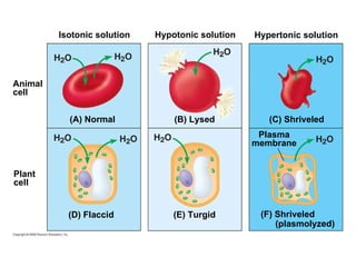 Isotonic solution (B) Lysed (C) Shriveled (D) Flaccid (E) Turgid (F) Shriveled Hypertonic solution Hypotonic solution Plant cell Animal cell (A) Normal Plasma membrane (plasmolyzed) 