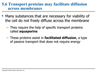 5.6 Transport proteins may facilitate diffusion across membranes Many substances that are necessary for viability of the cell do not freely diffuse across the membrane They require the help of specific transport proteins called  aquaporins These proteins assist in  facilitated diffusion , a type of passive transport that does not require energy Copyright © 2009 Pearson Education, Inc. 