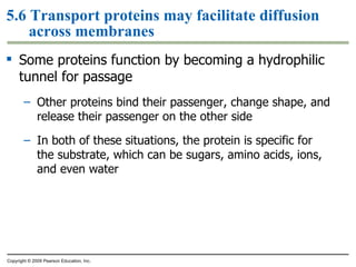 5.6 Transport proteins may facilitate diffusion across membranes Some proteins function by becoming a hydrophilic tunnel for passage Other proteins bind their passenger, change shape, and release their passenger on the other side In both of these situations, the protein is specific for the substrate, which can be sugars, amino acids, ions, and even water Copyright © 2009 Pearson Education, Inc. 