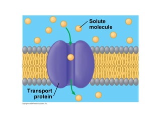 Solute molecule Transport protein 