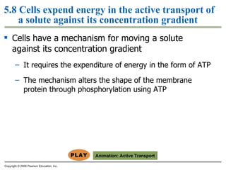 5.8 Cells expend energy in the active transport of a solute against its concentration gradient Cells have a mechanism for moving a solute against its concentration gradient It requires the expenditure of energy in the form of ATP The mechanism alters the shape of the membrane protein through phosphorylation using ATP Copyright © 2009 Pearson Education, Inc. Animation:  Active Transport 