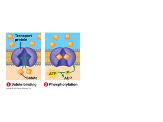 Transport protein Solute Solute binding 1 Phosphorylation 2 
