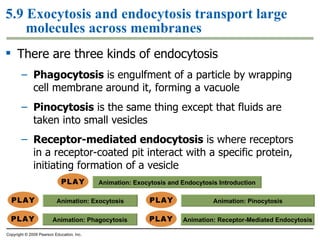 5.9 Exocytosis and endocytosis transport large molecules across membranes There are three kinds of endocytosis Phagocytosis  is engulfment of a particle by wrapping cell membrane around it, forming a vacuole Pinocytosis  is the same thing except that fluids are taken into small vesicles Receptor-mediated endocytosis  is where receptors in a receptor-coated pit interact with a specific protein, initiating formation of a vesicle Copyright © 2009 Pearson Education, Inc. Animation:  Exocytosis and Endocytosis Introduction Animation:  Phagocytosis Animation:  Exocytosis Animation:  Receptor-Mediated Endocytosis Animation:  Pinocytosis 
