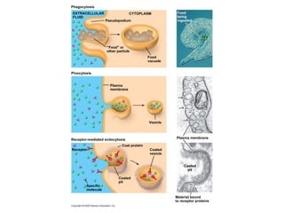 Phagocytosis EXTRACELLULAR FLUID Pseudopodium CYTOPLASM Food vacuole “ Food” or other particle Pinocytosis Plasma membrane Vesicle Coated vesicle Coated pit Specific molecule Receptor-mediated endocytosis Coat protein Receptor Coated pit Material bound to receptor proteins Plasma membrane Food being ingested 
