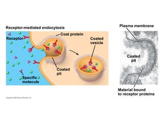 Coated vesicle Coated pit Specific molecule Receptor-mediated endocytosis Coat protein Receptor Coated pit Material bound to receptor proteins Plasma membrane 