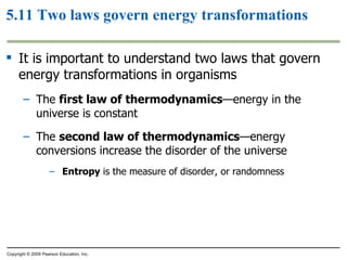 5.11 Two laws govern energy transformations It is important to understand two laws that govern energy transformations in organisms The  first law of   thermodynamics —energy in the universe is constant The  second law of   thermodynamics —energy conversions increase the disorder of the universe Entropy  is the measure of disorder, or randomness Copyright © 2009 Pearson Education, Inc. 