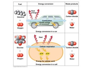 Fuel Gasoline Energy conversion in a cell Energy for cellular work Cellular respiration Waste products Energy conversion Combustion Energy conversion in a car Oxygen Heat Glucose Oxygen Water Carbon dioxide Water Carbon dioxide Kinetic energy of movement Heat energy 