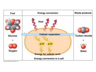 Energy conversion in a cell Energy for cellular work Cellular respiration Heat Glucose Oxygen Water Carbon dioxide Fuel Energy conversion Waste products 
