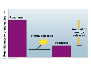 Reactants Amount of energy released Potential energy of molecules Energy released Products 
