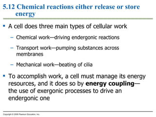 5.12 Chemical reactions either release or store energy A cell does three main types of cellular work Chemical work—driving endergonic reactions Transport work—pumping substances across membranes Mechanical work—beating of cilia To accomplish work, a cell must manage its energy resources, and it does so by  energy   coupling —the use of exergonic processes to drive an endergonic one Copyright © 2009 Pearson Education, Inc. 
