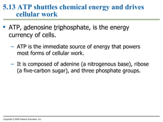 ATP,  a denosine  t ri p hosphate, is the energy currency of cells. ATP is the immediate source of energy that powers most forms of cellular work. It is composed of adenine (a nitrogenous base), ribose (a five-carbon sugar), and three phosphate groups. 5.13 ATP shuttles chemical energy and drives cellular work Copyright © 2009 Pearson Education, Inc. 