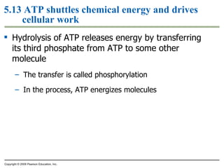 5.13 ATP shuttles chemical energy and drives cellular work Hydrolysis of ATP releases energy by transferring its third phosphate from ATP to some other molecule The transfer is called phosphorylation In the process, ATP energizes molecules Copyright © 2009 Pearson Education, Inc. 