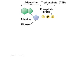 Ribose Adenine Triphosphate  (ATP) Adenosine Phosphate group 