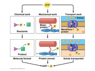 Chemical work Solute transported Molecule formed Product Reactants Motor protein Membrane protein Solute Transport work Mechanical work Protein moved 