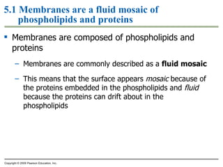 5.1 Membranes are a fluid mosaic of phospholipids and proteins Membranes are composed of phospholipids and proteins Membranes are commonly described as a  fluid mosaic This means that the surface appears  mosaic  because of the proteins embedded in the phospholipids and  fluid  because the proteins can drift about in the phospholipids Copyright © 2009 Pearson Education, Inc. 