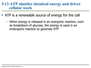5.13 ATP shuttles chemical energy and drives cellular work ATP is a renewable source of energy for the cell When energy is released in an exergonic reaction, such as breakdown of glucose, the energy is used in an endergonic reaction to generate ATP Copyright © 2009 Pearson Education, Inc. 