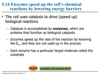 5.14 Enzymes speed up the cell’s chemical reactions by lowering energy barriers The cell uses catalysis to drive (speed up) biological reactions Catalysis is accomplished by  enzymes , which are proteins that function as biological catalysts Enzymes speed up the rate of the reaction by lowering the E A  , and they are not used up in the process Each enzyme has a particular target molecule called the substrate Copyright © 2009 Pearson Education, Inc. Animation:  How Enzymes Work 