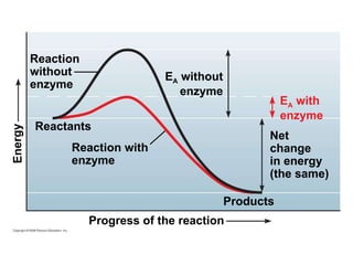 Reaction without enzyme E A  with  enzyme Energy Reactants Reaction with enzyme E A  without enzyme Net change in energy (the same) Products Progress of the reaction 