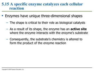 5.15 A specific enzyme catalyzes each cellular reaction Enzymes have unique three-dimensional shapes The shape is critical to their role as biological catalysts As a result of its shape, the enzyme has an  active site  where the enzyme interacts with the enzyme’s substrate Consequently, the substrate’s chemistry is altered to form the product of the enzyme reaction Copyright © 2009 Pearson Education, Inc. 