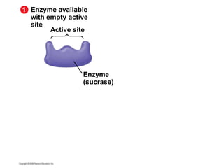 Enzyme available with empty active site Active site 1 Enzyme (sucrase) 