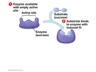 Enzyme available with empty active site Active site 1 Enzyme (sucrase) Substrate binds to enzyme with induced fit 2 Substrate (sucrose) 