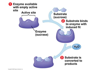 Enzyme available with empty active site Active site 1 Enzyme (sucrase) Substrate binds to enzyme with induced fit 2 Substrate (sucrose) Substrate is converted to products 3 