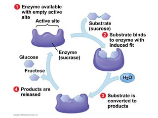 Enzyme available with empty active site Active site 1 Enzyme (sucrase) Substrate binds to enzyme with induced fit 2 Substrate (sucrose) Substrate is converted to products 3 Products are released 4 Fructose Glucose 