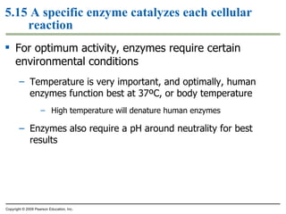 5.15 A specific enzyme catalyzes each cellular reaction For optimum activity, enzymes require certain environmental conditions Temperature is very important, and optimally, human enzymes function best at 37ºC, or body temperature High temperature will denature human enzymes Enzymes also require a pH around neutrality for best results Copyright © 2009 Pearson Education, Inc. 