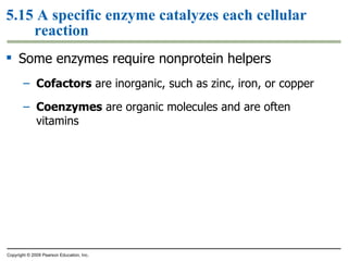 5.15 A specific enzyme catalyzes each cellular reaction Some enzymes require nonprotein helpers Cofactors  are inorganic, such as zinc, iron, or copper Coenzymes  are organic molecules and are often vitamins Copyright © 2009 Pearson Education, Inc. 