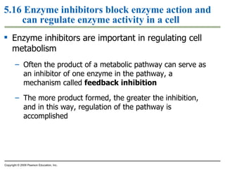 5.16 Enzyme inhibitors block enzyme action and can regulate enzyme activity in a cell Enzyme inhibitors are important in regulating cell metabolism Often the product of a metabolic pathway can serve as an inhibitor of one enzyme in the pathway, a mechanism called  feedback inhibition The more product formed, the greater the inhibition, and in this way, regulation of the pathway is accomplished Copyright © 2009 Pearson Education, Inc. 