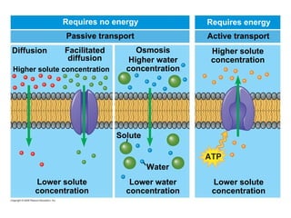 Diffusion Requires no energy Passive transport Higher solute concentration  Facilitated diffusion Osmosis Higher water concentration Higher solute concentration Requires energy Active transport Solute Water Lower solute concentration Lower water concentration Lower solute concentration 