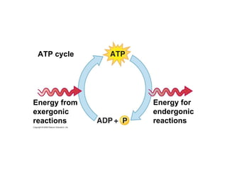ATP cycle Energy from exergonic reactions Energy for endergonic reactions 