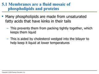 5.1 Membranes are a fluid mosaic of phospholipids and proteins Many phospholipids are made from unsaturated fatty acids that have kinks in their tails This prevents them from packing tightly together, which keeps them liquid This is aided by cholesterol wedged into the bilayer to help keep it liquid at lower temperatures Copyright © 2009 Pearson Education, Inc. 