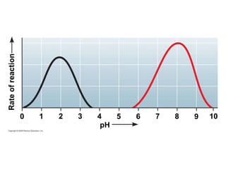 Rate of reaction pH 10 9 8 7 6 5 4 3 2 1 0 