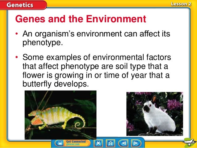 Ch 5 2 Understanding Inheritance K
