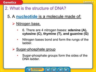 5. A nucleotide is a molecule made of:
 Nitrogen base,
• 6. There are 4 nitrogen bases: adenine (A),
cytosine (C), thymine (T), and guanine (G)
• Nitrogen bases bond and form the rungs of the
ladder.
 Sugar-phosphate group
• Sugar-phosphate groups form the sides of the
DNA ladder.
2. What is the structure of DNA?
 