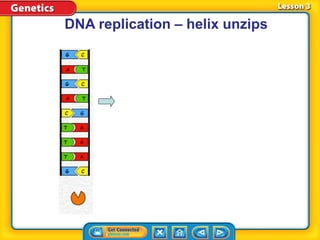 DNA replication – helix unzips
 