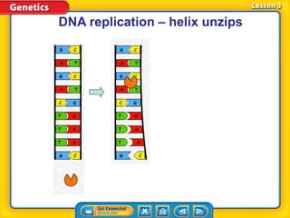 DNA replication – helix unzips
 
